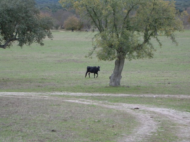 Vaca en la Ribera