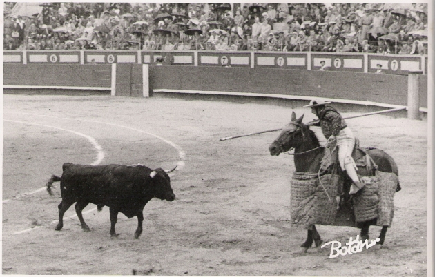 Novillo de coquilla de nombre Taquillero, nº 16, tomando una vara en las Ventas. 15.10.1961